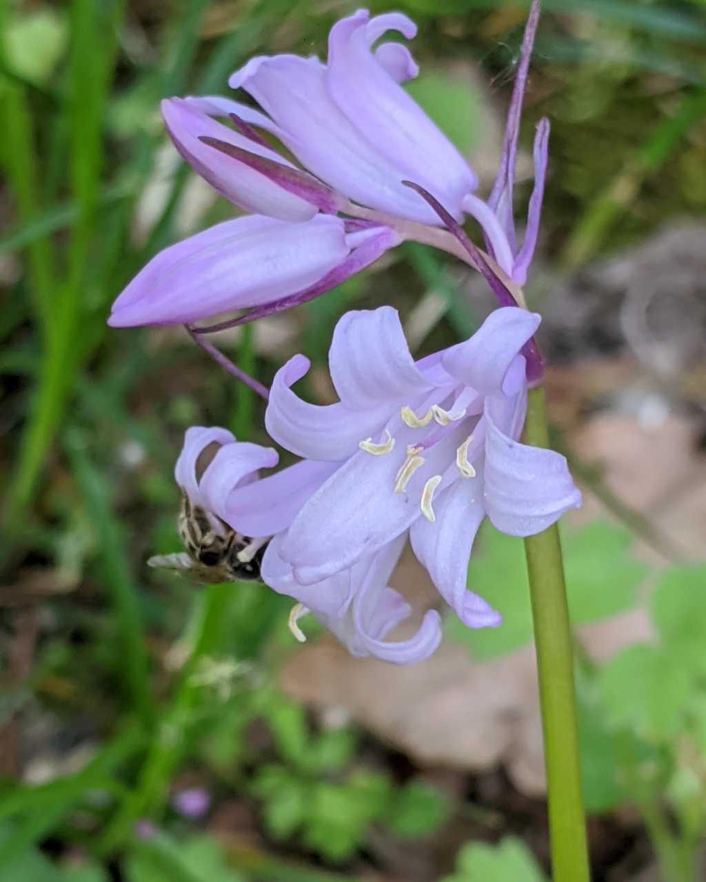 Hyacinthoides-non-scripta (Asparagaceae)